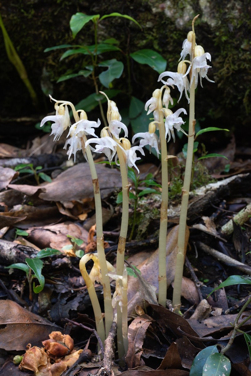 Epipogium taiwanense photo 8