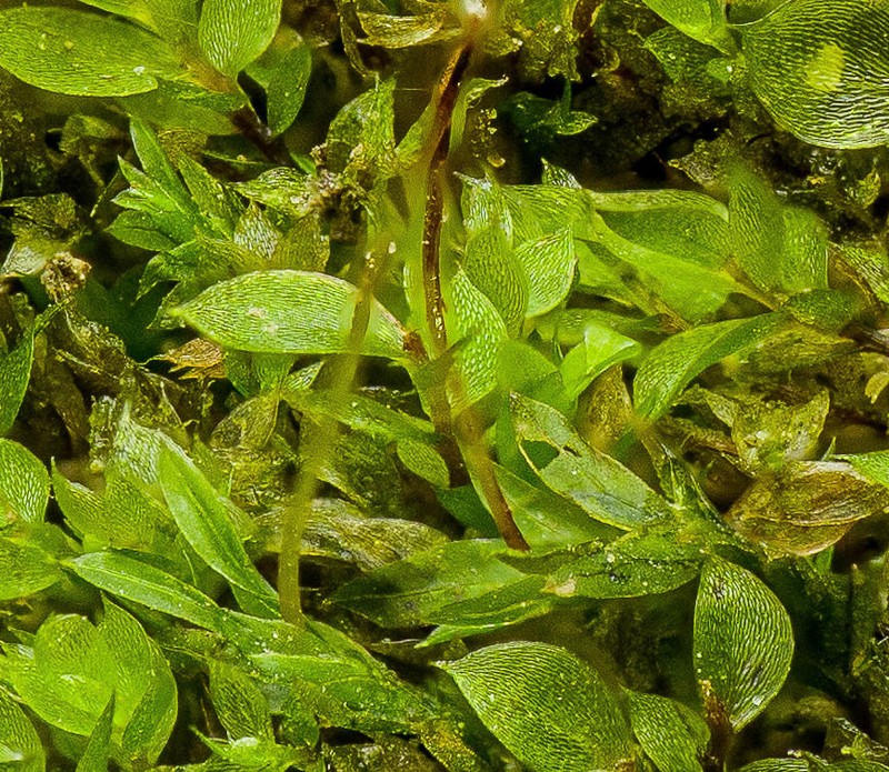 Tozer's Epipterygium Moss