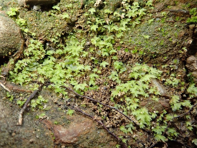 Tozer's Epipterygium Moss photo 2