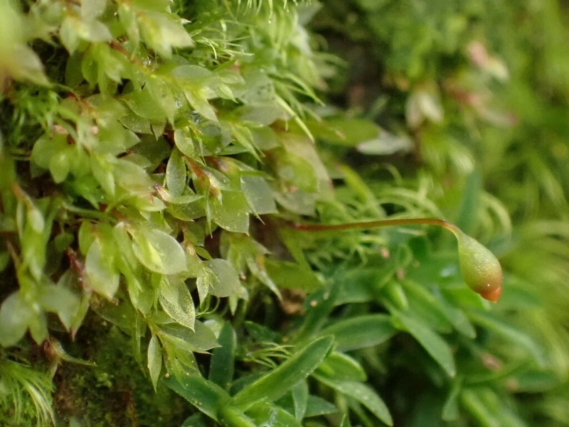 Tozer's Epipterygium Moss photo 3