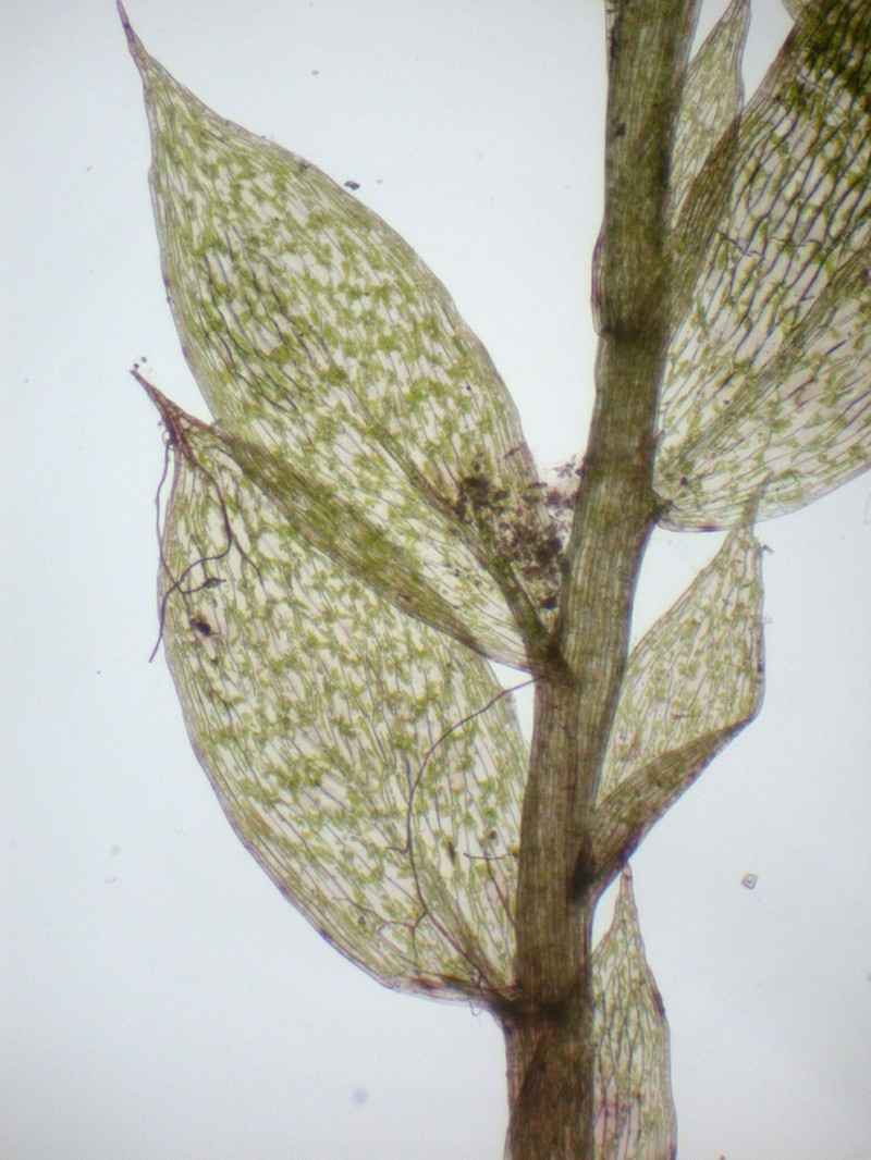 Tozer's Epipterygium Moss photo 4
