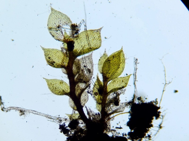 Tozer's Epipterygium Moss photo 5