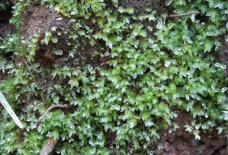 Tozer's Epipterygium Moss photo 6