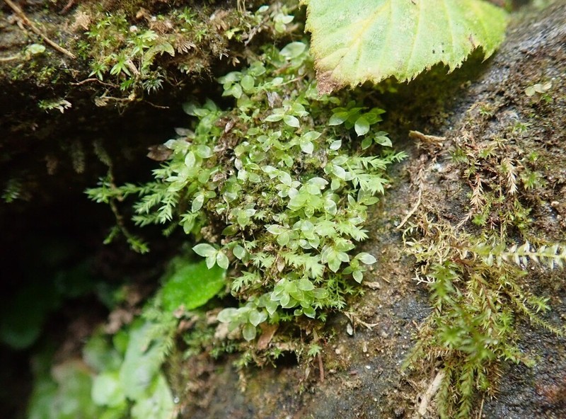 Tozer's Epipterygium Moss photo 7