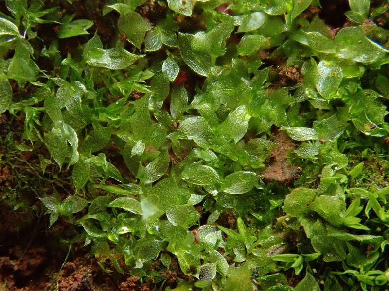 Tozer's Epipterygium Moss photo 8