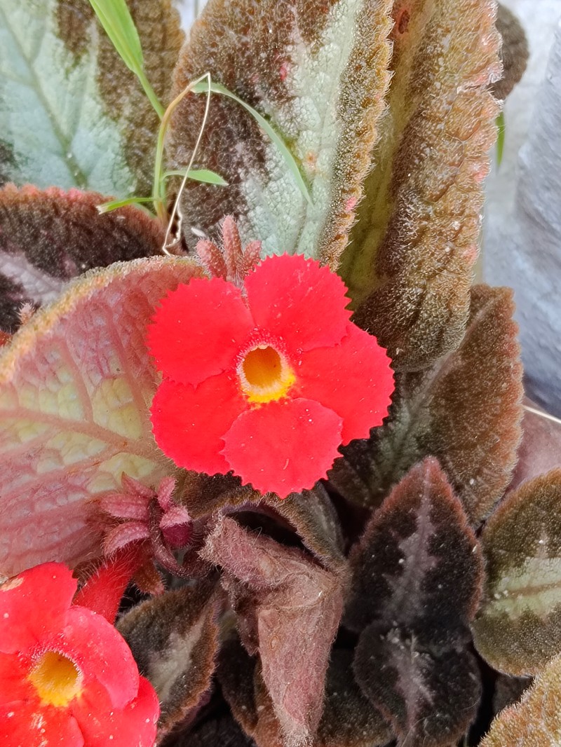 Flame Violet photo 6