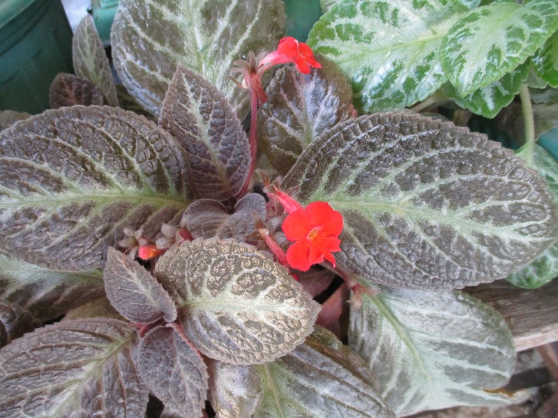 Flame Violet photo 3