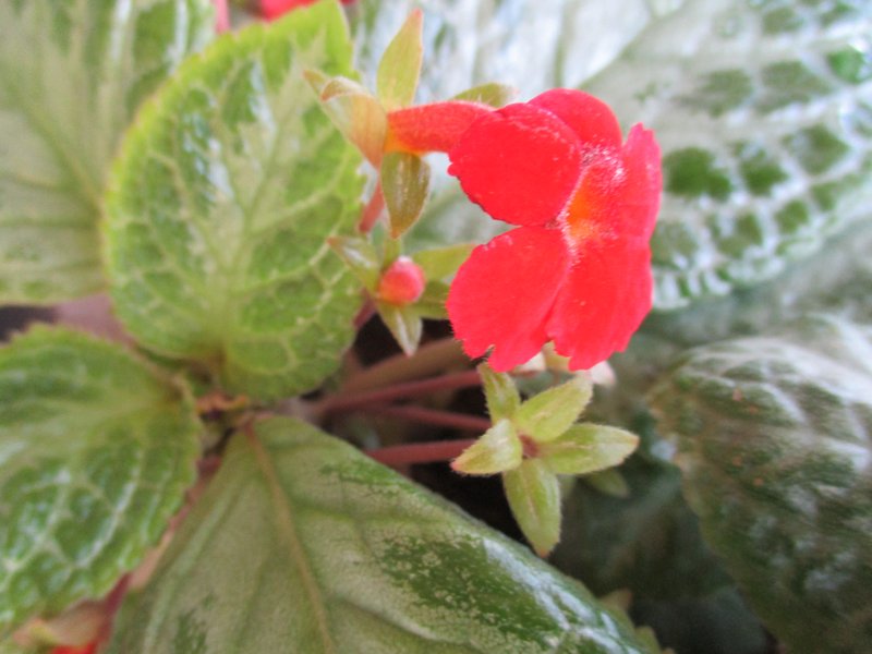 Flame Violet photo 8