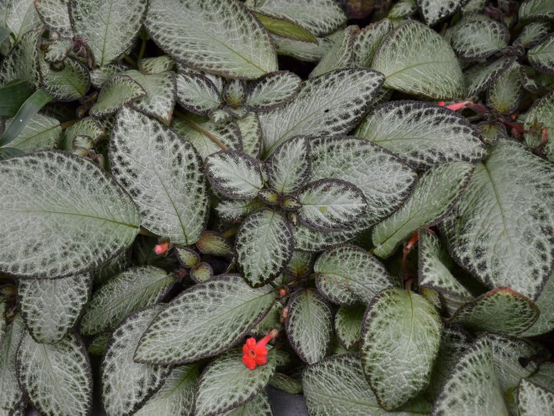 Episcia reptans photo 4