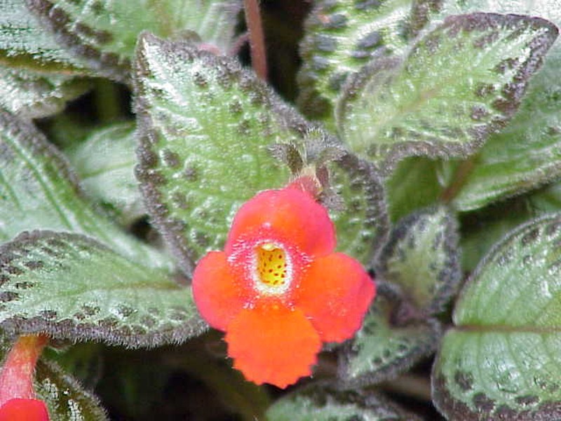 Episcia reptans photo 5