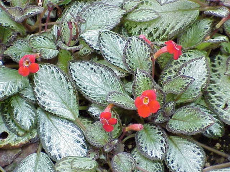 Episcia reptans photo 2