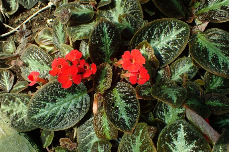 Episcia reptans photo 3