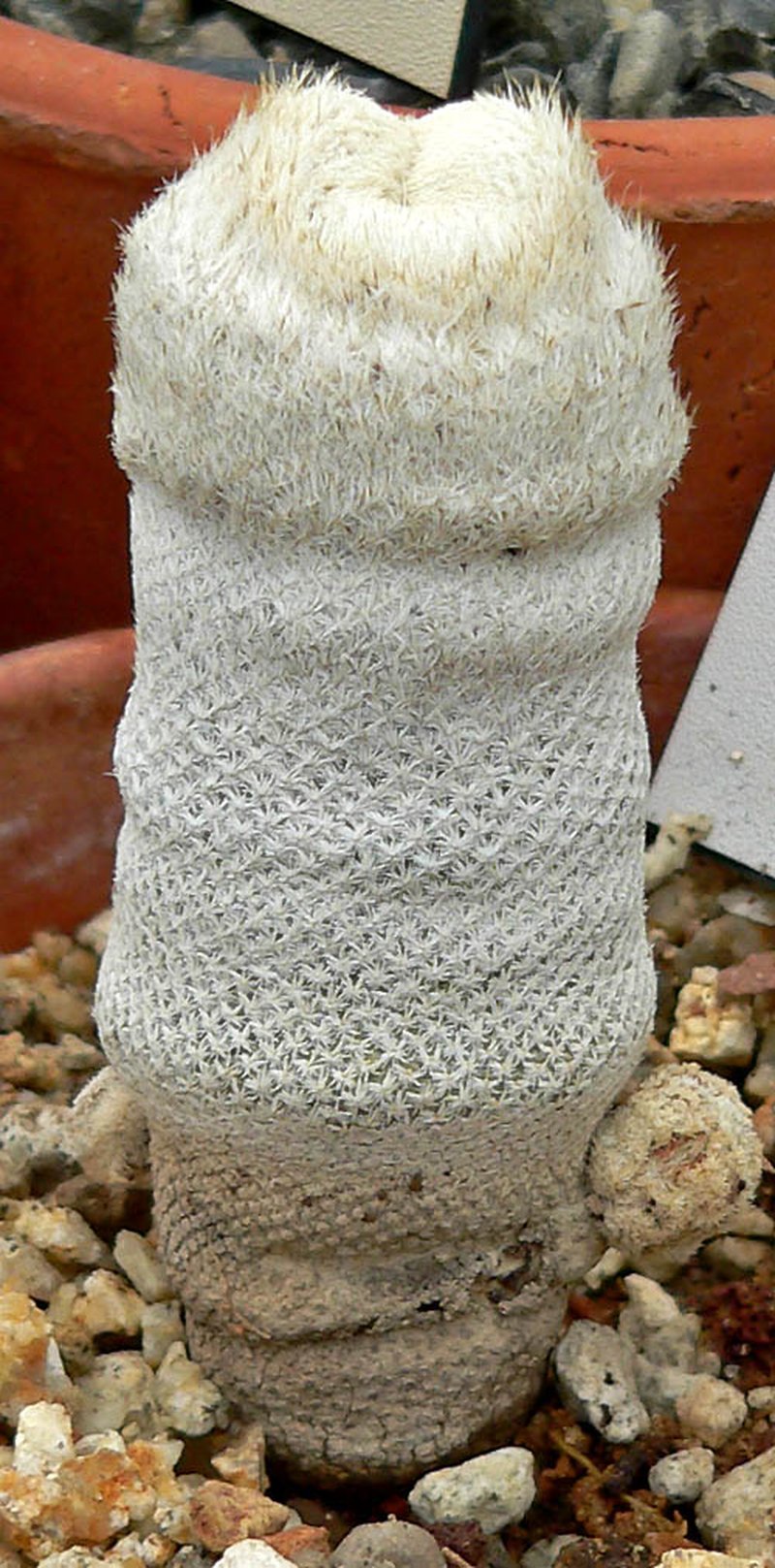 Pingpong-Ball Cactus