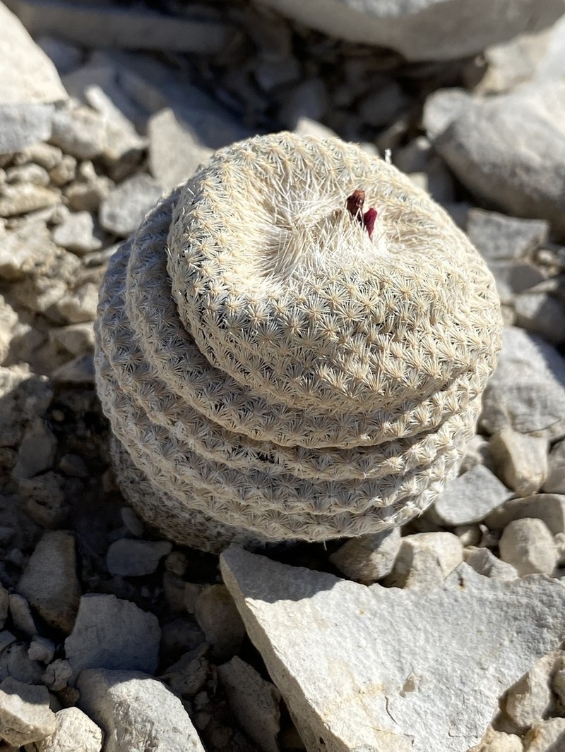 Pingpong-Ball Cactus photo 2