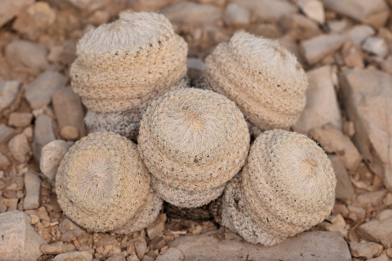 Pingpong-Ball Cactus photo 3
