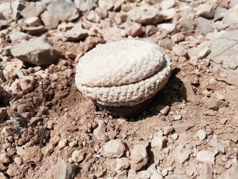 Pingpong-Ball Cactus photo 4
