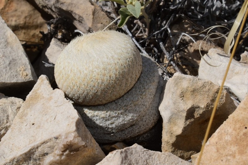 Pingpong-Ball Cactus photo 5