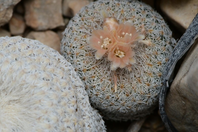 Pingpong-Ball Cactus photo 6