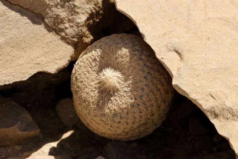Pingpong-Ball Cactus photo 7