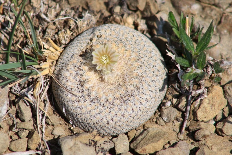 Pingpong-Ball Cactus photo 8