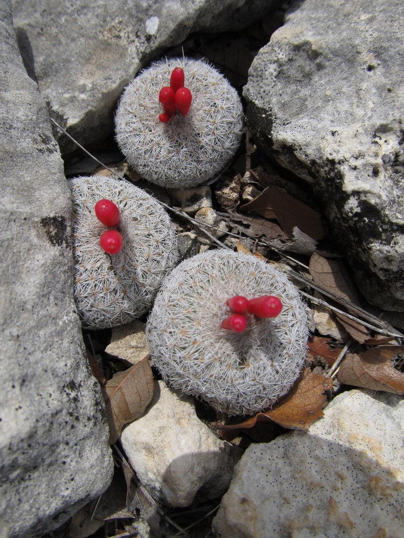 Pingpong-Ball Cactus