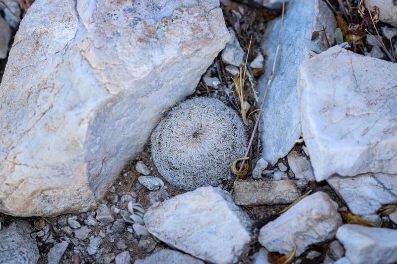 Pingpong-Ball Cactus photo 2