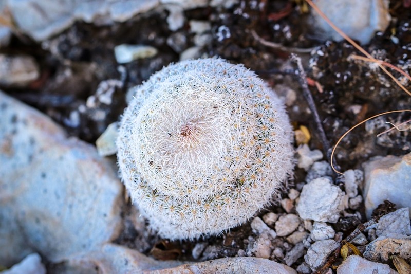 Pingpong-Ball Cactus photo 3