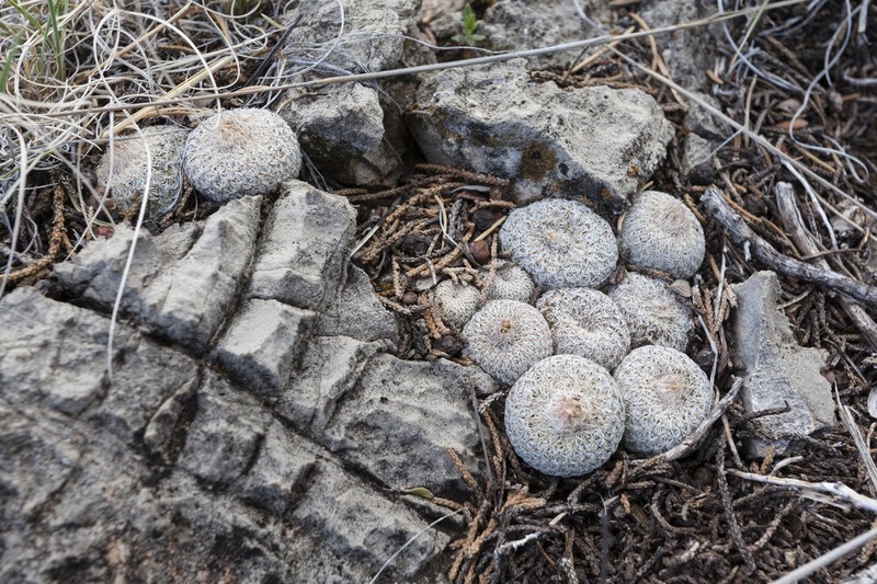 Pingpong-Ball Cactus photo 4
