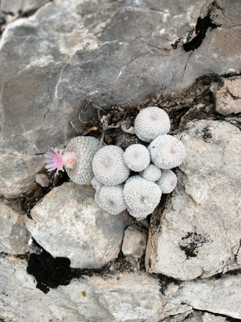 Pingpong-Ball Cactus photo 5