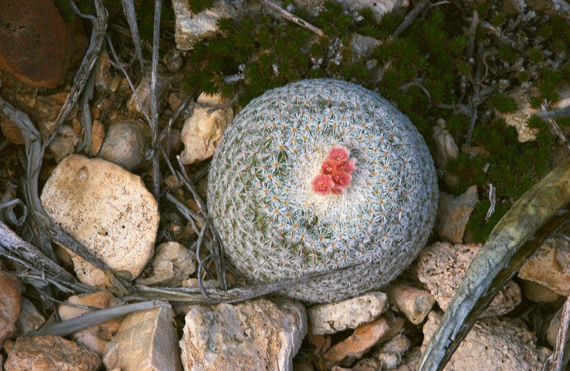 Pingpong-Ball Cactus photo 6