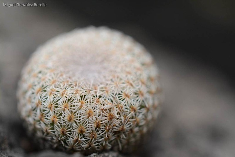 Pingpong-Ball Cactus photo 7