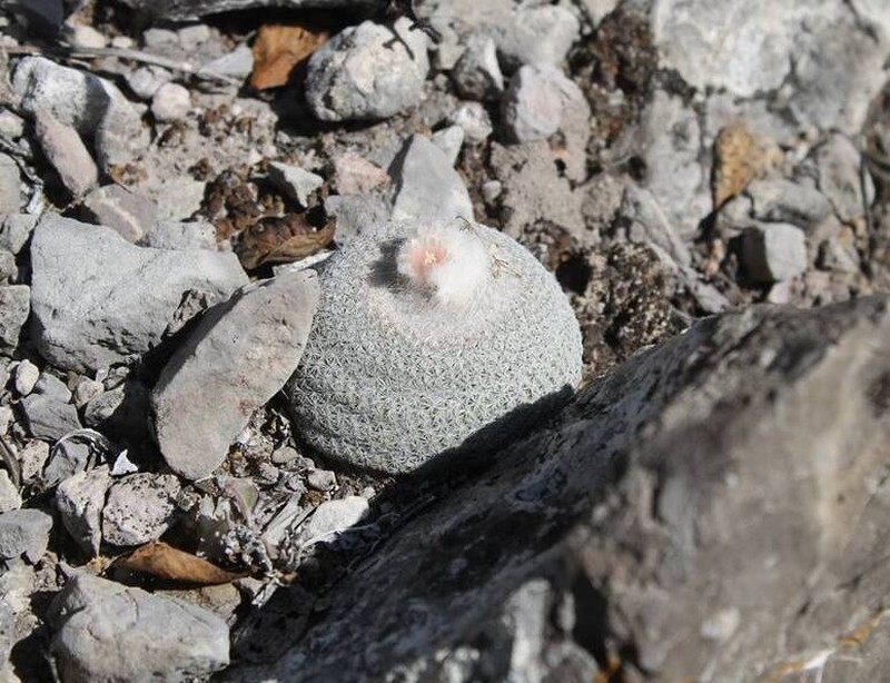 Epithelantha potosina