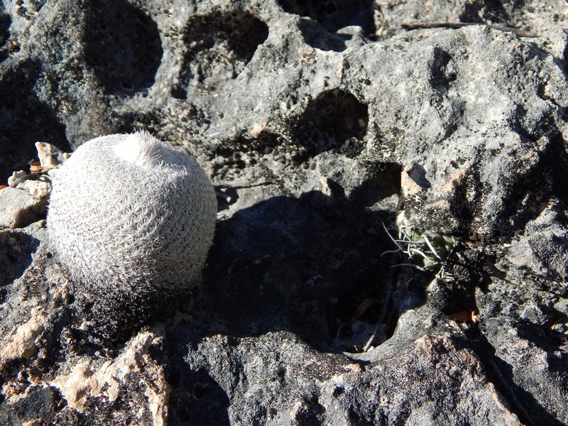 Epithelantha potosina photo 2