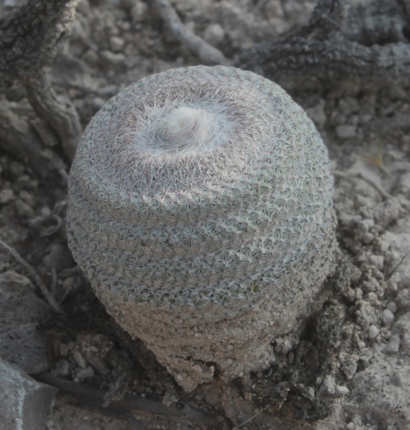 Epithelantha potosina photo 3