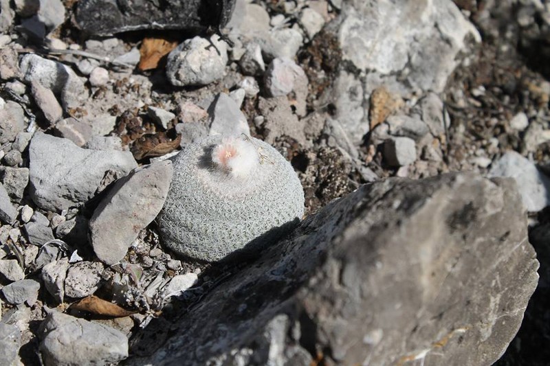 Epithelantha potosina photo 4