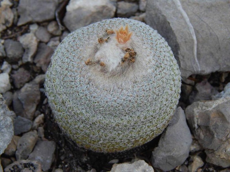 Epithelantha potosina photo 5