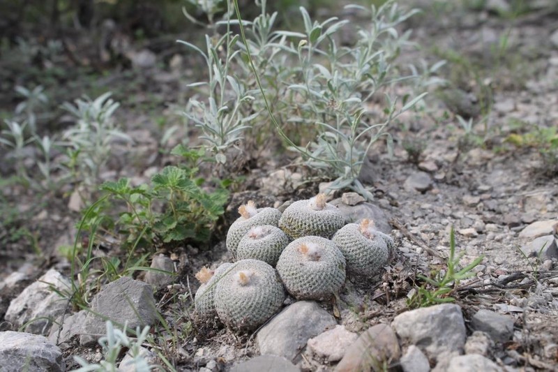 Epithelantha potosina photo 6