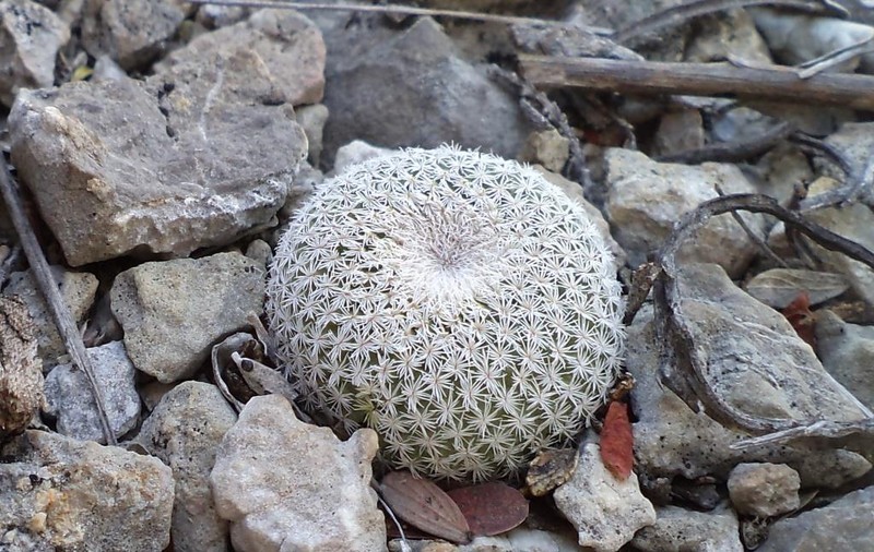 Epithelantha potosina photo 7