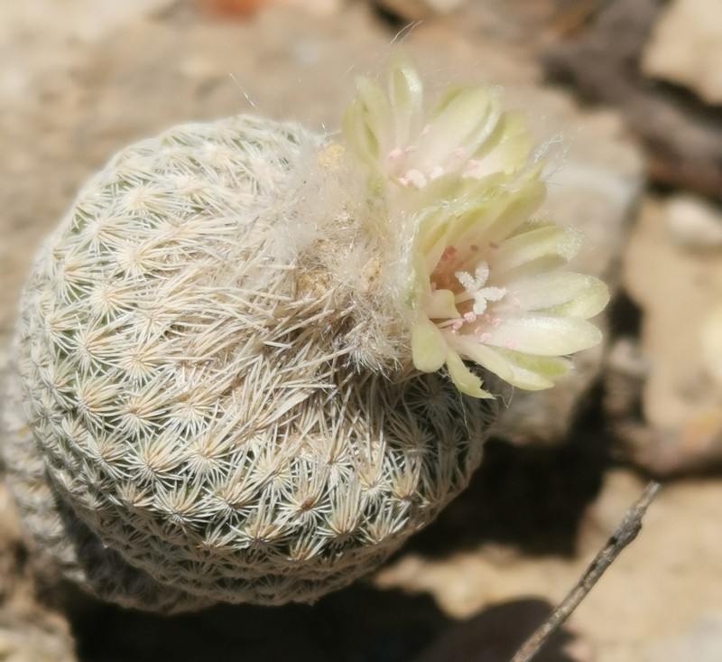Epithelantha pulchra