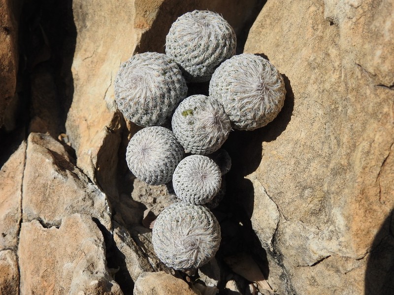 Epithelantha pulchra photo 2