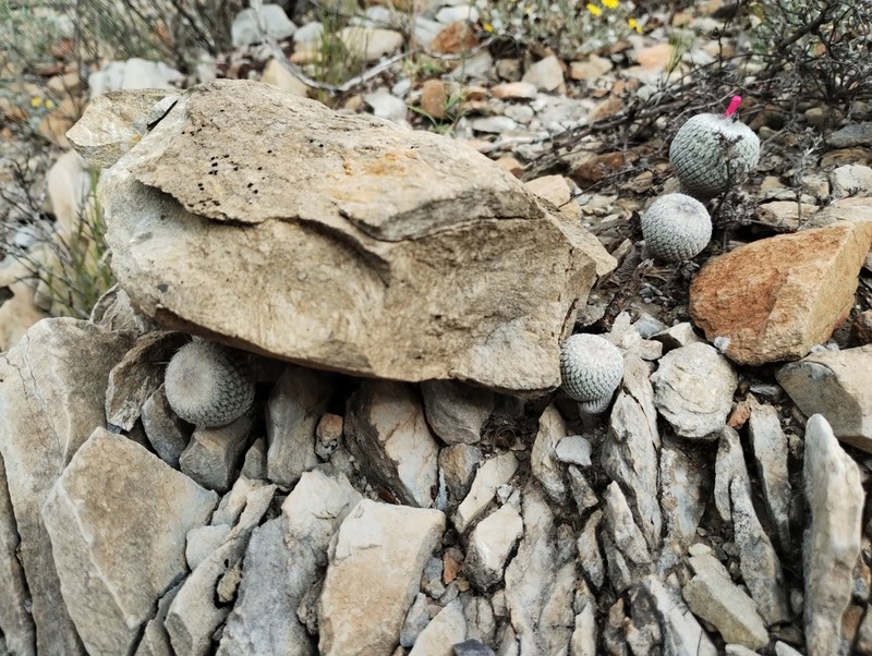 Epithelantha pulchra photo 3