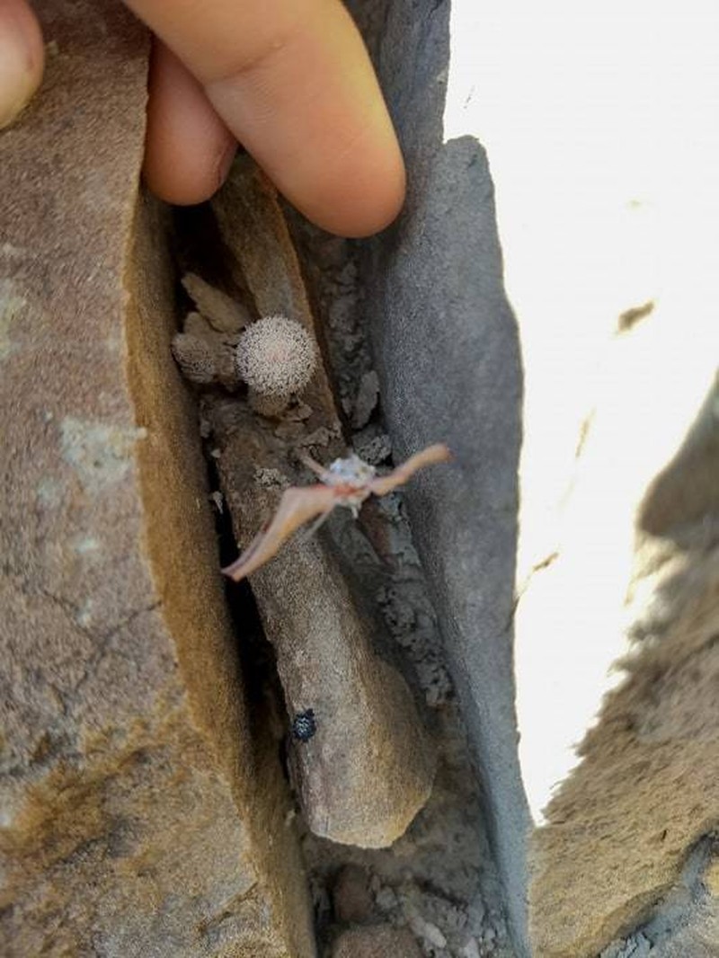 Epithelantha pulchra photo 4