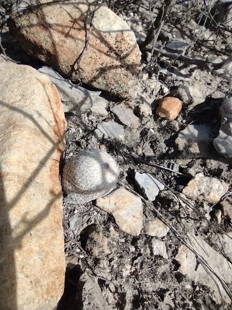 Epithelantha pulchra photo 5