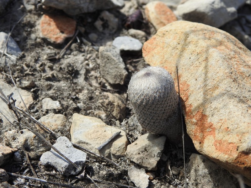 Epithelantha pulchra photo 6