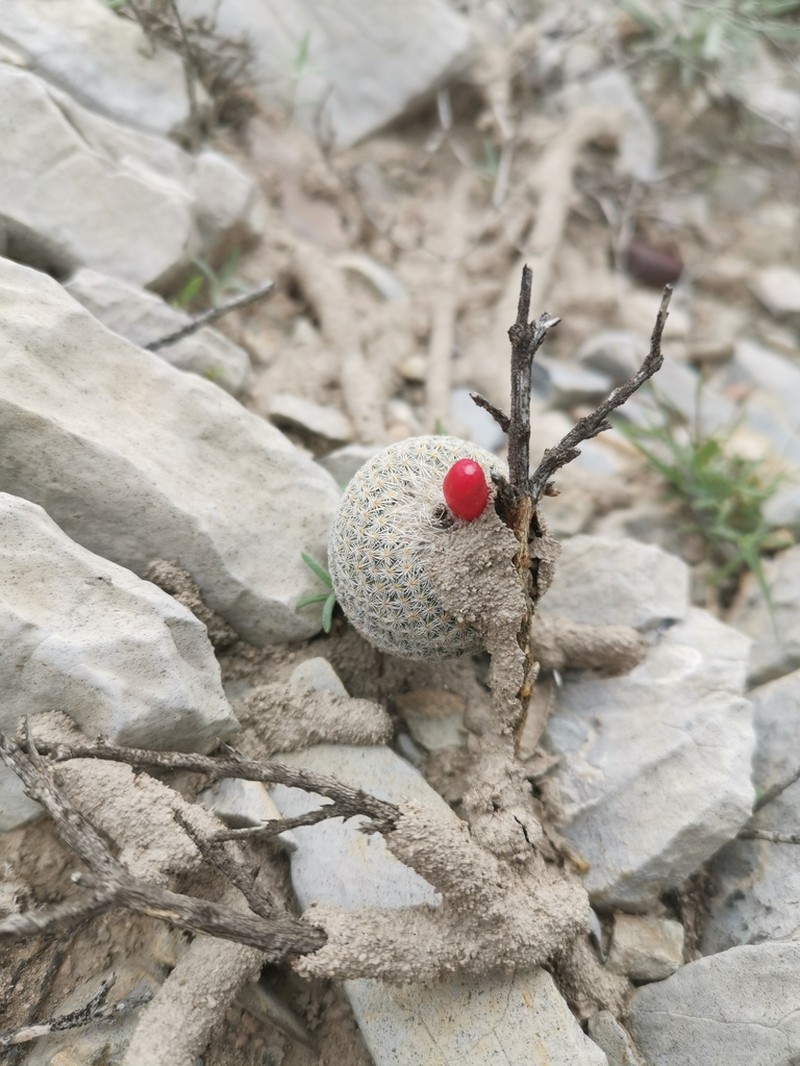 Epithelantha pulchra photo 7