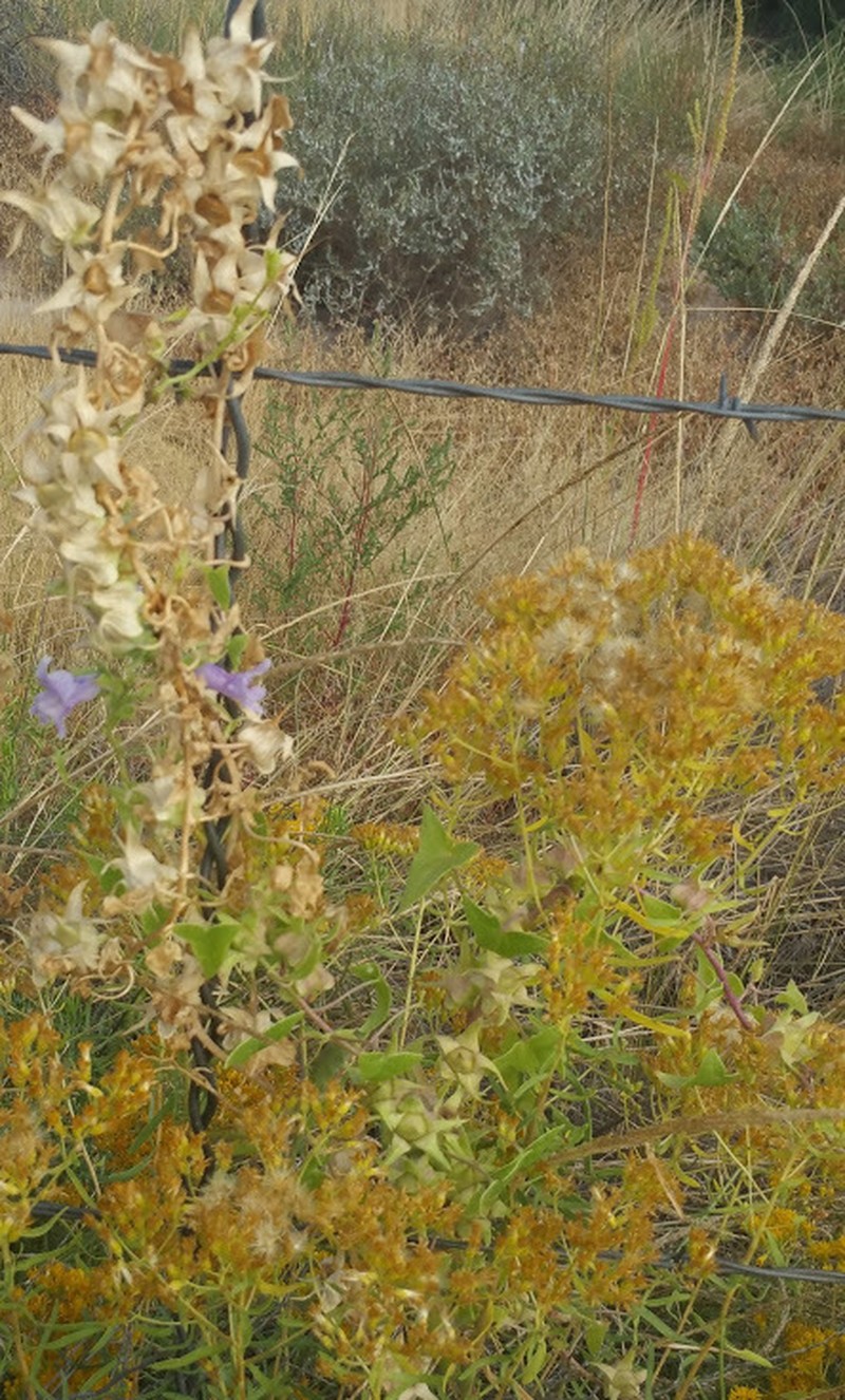 Balloonbush photo 3