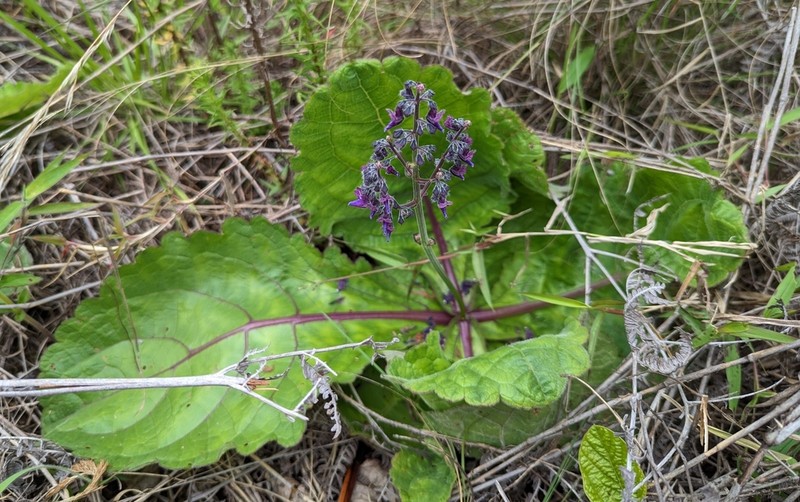 Equilabium acaule