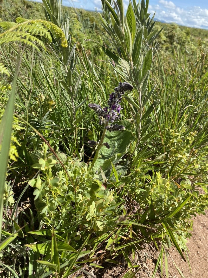 Equilabium acaule photo 2
