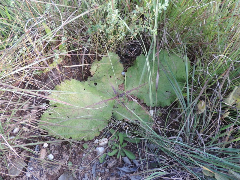 Equilabium acaule photo 3