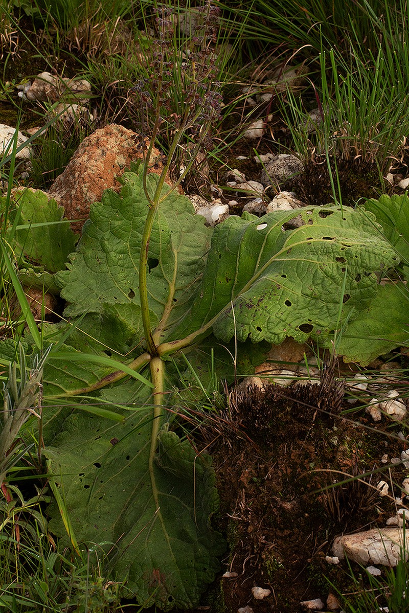 Equilabium acaule photo 4